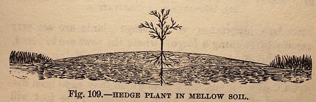 Hedge plant in mellow soil
