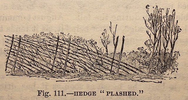 Hedge plashed